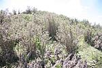 前山坡2号烽火台